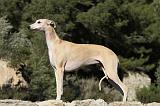 WHIPPET 155